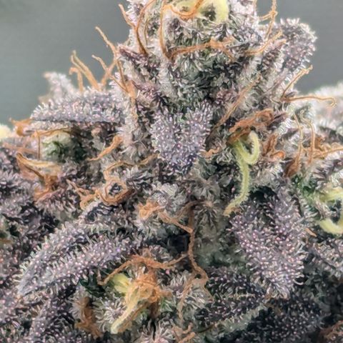 Hindu Kush growlog timeline photo