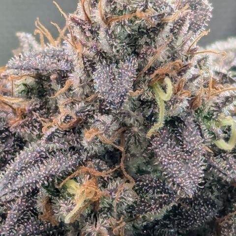 Hindu Kush growlog timeline photo