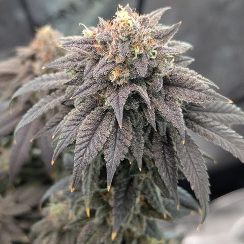 Hindu Kush growlog timeline photo