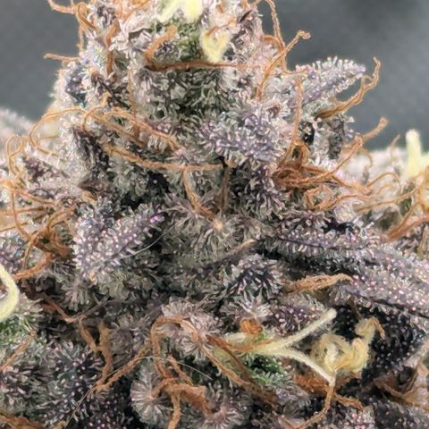 Hindu Kush growlog timeline photo
