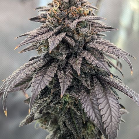 Hindu Kush growlog timeline photo