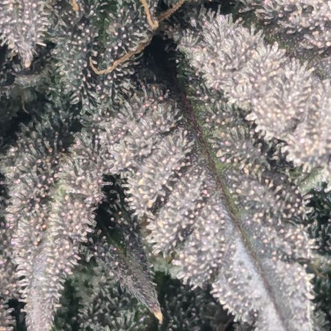 Hindu Kush growlog timeline photo