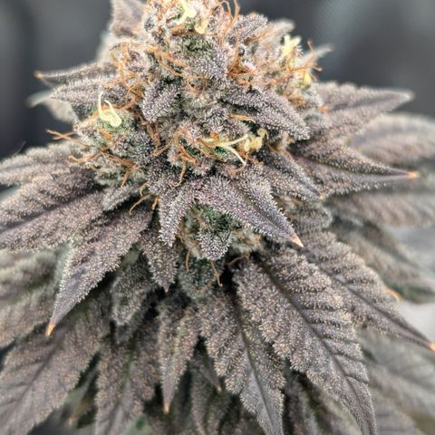 Hindu Kush growlog timeline photo