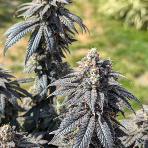 Hindu Kush growlog timeline photo