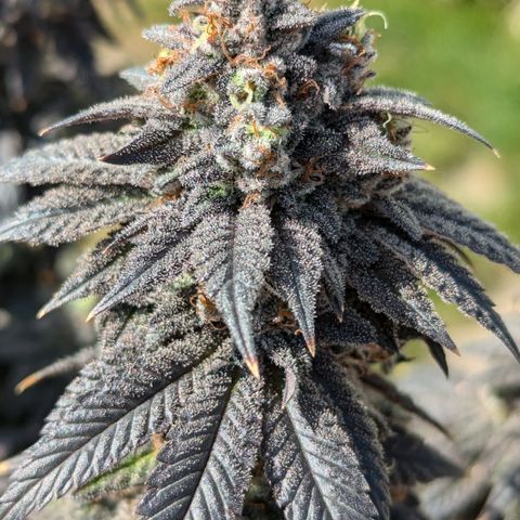 Hindu Kush growlog timeline photo