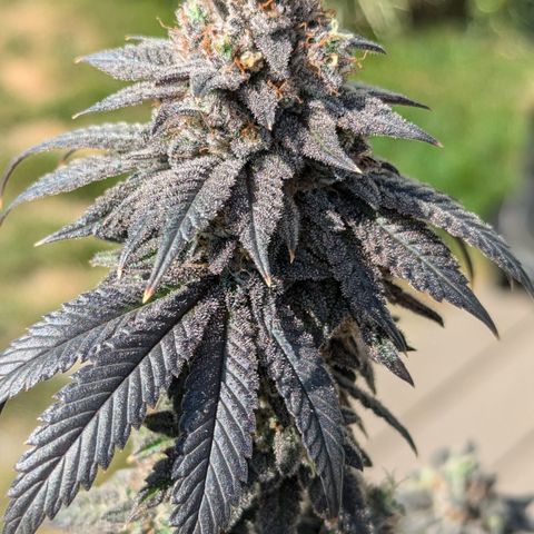 Hindu Kush growlog timeline photo