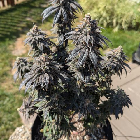 Hindu Kush growlog timeline photo