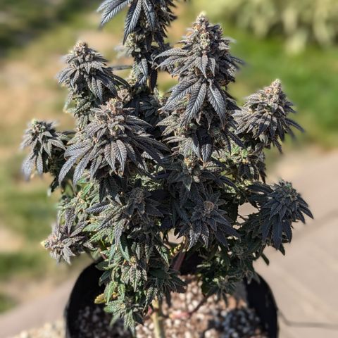 Hindu Kush growlog timeline photo