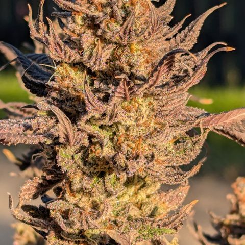 Hindu Kush growlog timeline photo