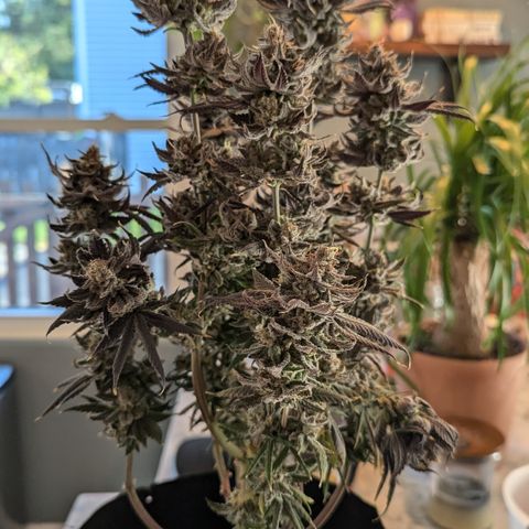 Hindu Kush growlog timeline photo