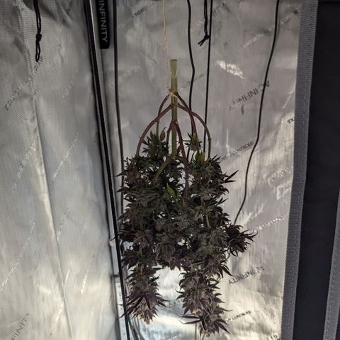 Hindu Kush growlog timeline photo