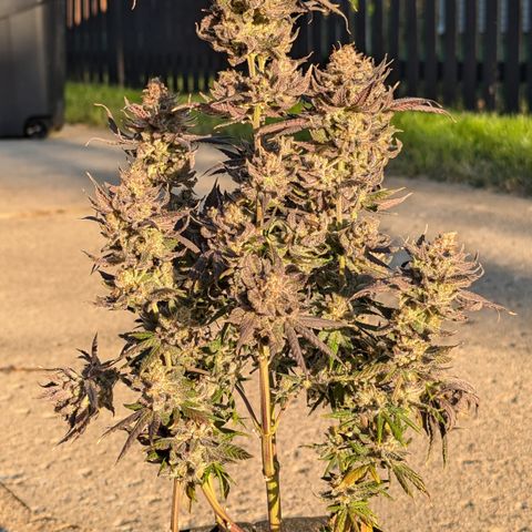 Hindu Kush growlog timeline photo