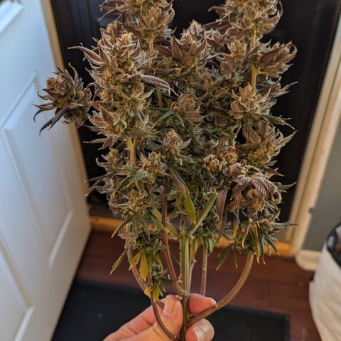 Hindu Kush growlog timeline photo