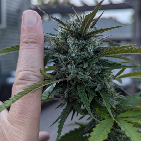 Blue Kosmos Bag Seed growlog timeline photo