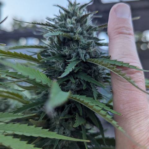 Blue Kosmos Bag Seed growlog timeline photo