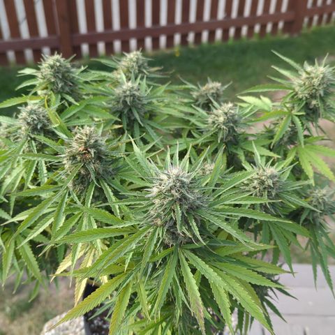 Blue Kosmos Bag Seed growlog timeline photo