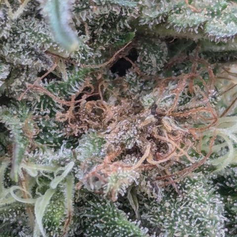 Blue Kosmos Bag Seed growlog timeline photo