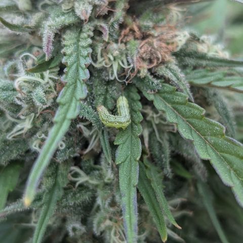 Blue Kosmos Bag Seed growlog timeline photo