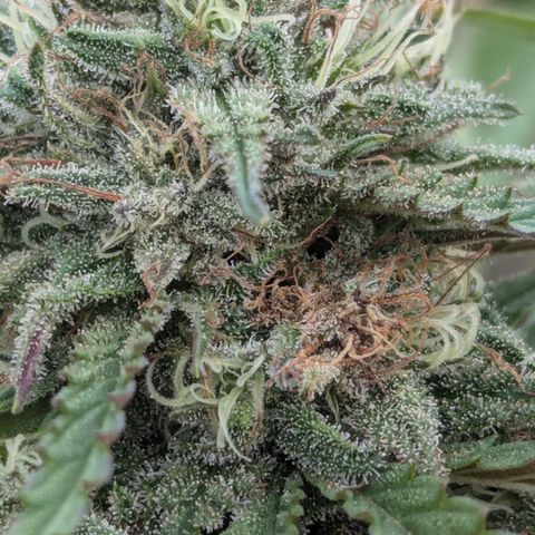 Blue Kosmos Bag Seed growlog timeline photo