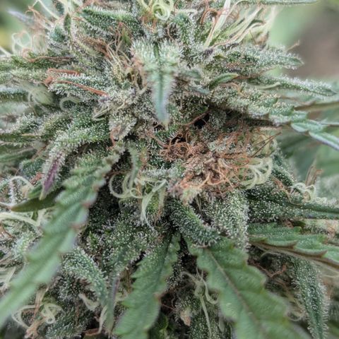Blue Kosmos Bag Seed growlog timeline photo
