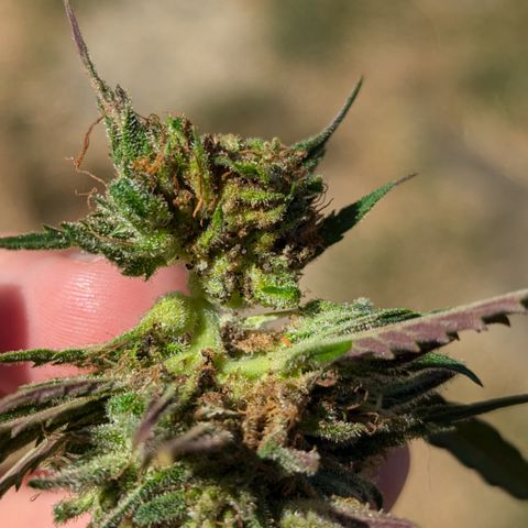 Blue Kosmos Bag Seed growlog timeline photo