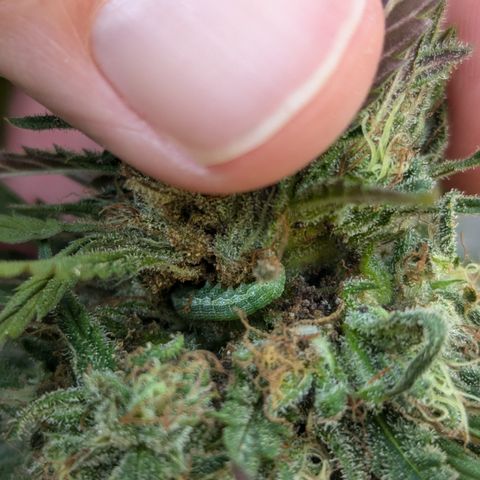 Blue Kosmos Bag Seed growlog timeline photo