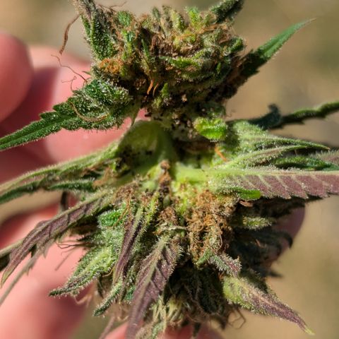 Blue Kosmos Bag Seed growlog timeline photo