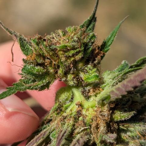 Blue Kosmos Bag Seed growlog timeline photo