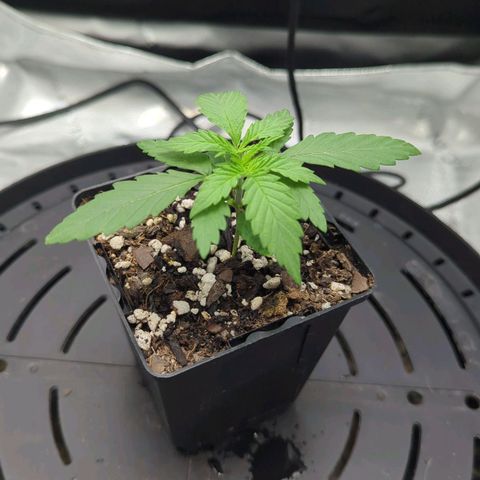 Hindu Kush growlog timeline photo