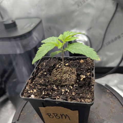 Blueberry Muffin growlog timeline photo