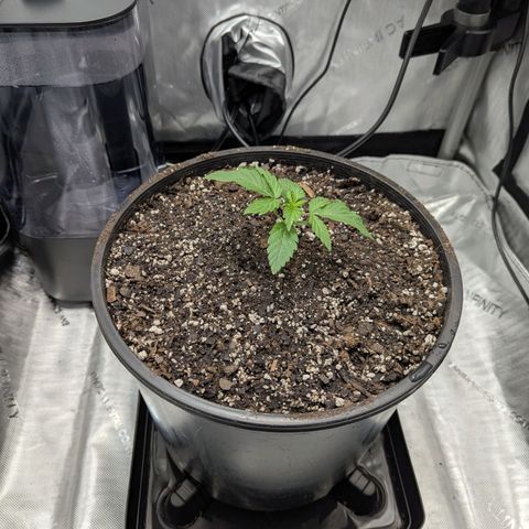 Blueberry Muffin growlog photo: Transplant to 3 gal