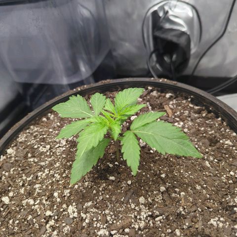 Blueberry Muffin growlog photo: First 5 pointed leaves