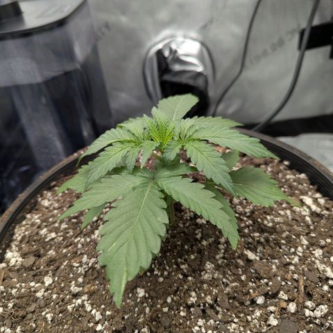 Blueberry Muffin growlog timeline photo