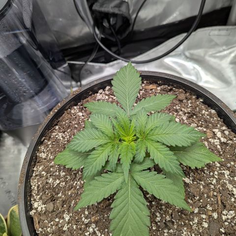 Blueberry Muffin growlog timeline photo