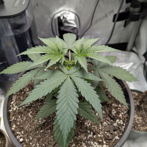 Blueberry Muffin growlog photo: First top