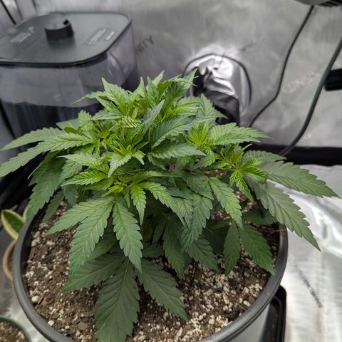 Blueberry Muffin growlog timeline photo