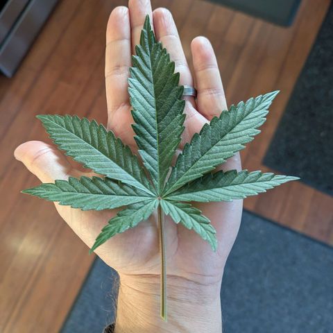 Blueberry Muffin growlog timeline photo