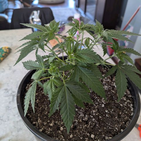Blueberry Muffin growlog timeline photo