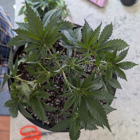 Blueberry Muffin growlog timeline photo