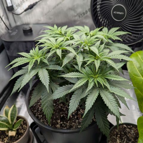 Blueberry Muffin growlog timeline photo