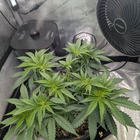 Blueberry Muffin growlog timeline photo