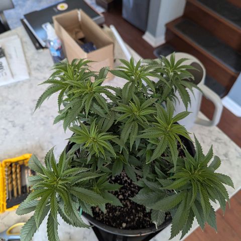 Blueberry Muffin growlog timeline photo