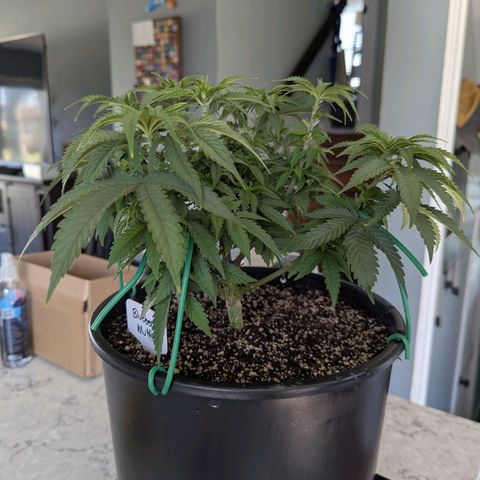 Blueberry Muffin growlog timeline photo