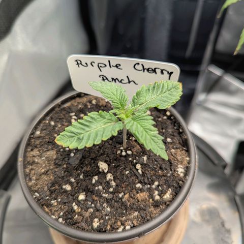 Purple Cherry Punch growlog timeline photo