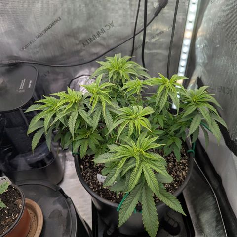 Blueberry Muffin growlog timeline photo