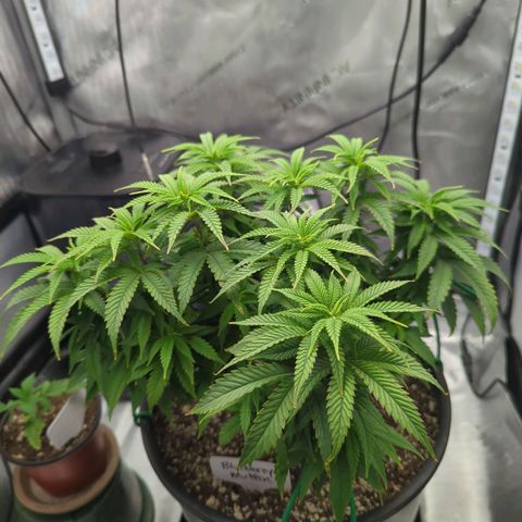 Blueberry Muffin growlog timeline photo