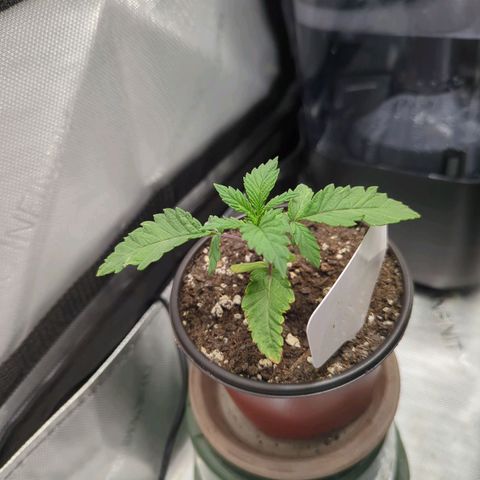 Purple Cherry Punch growlog timeline photo
