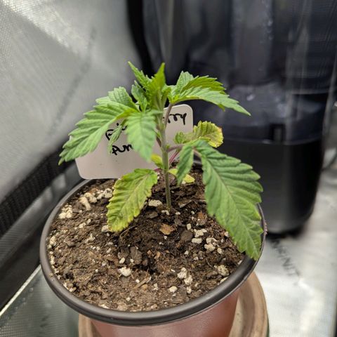 Purple Cherry Punch growlog timeline photo