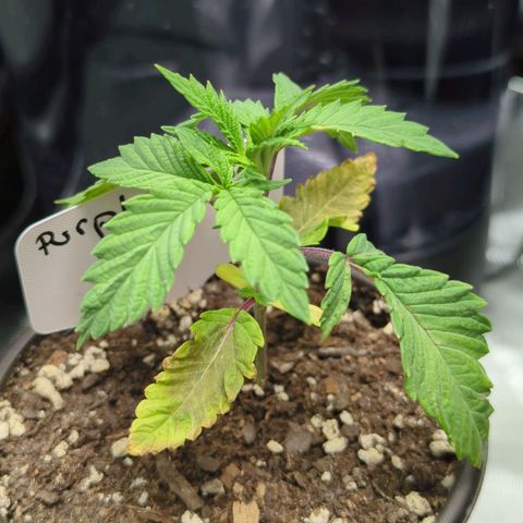 Purple Cherry Punch growlog timeline photo
