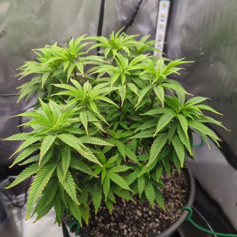 Blueberry Muffin growlog timeline photo